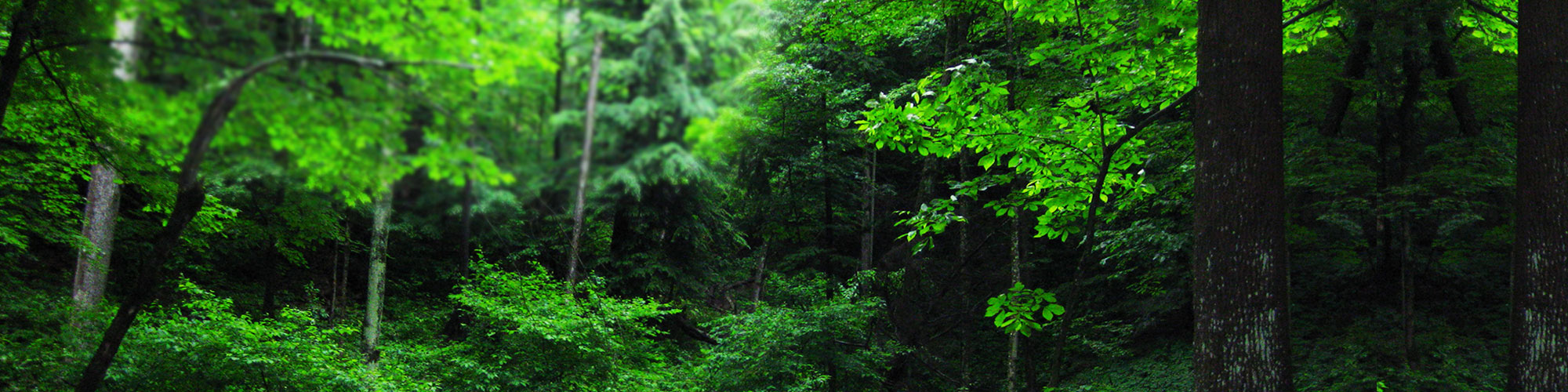 Forest management institute