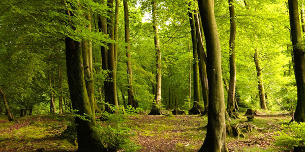Indian Institute of Forest Management 