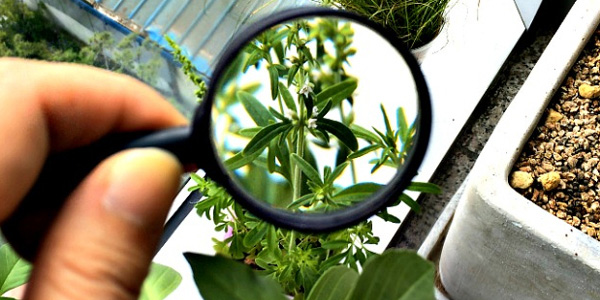 Indian Institute of Forest Management 